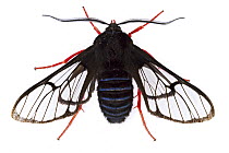 Footman Moth (Homoeocera gigantea), Cartago, Costa Rica