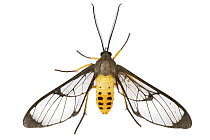 Scape Moth (Ctenuchidae), Cartago, Costa Rica