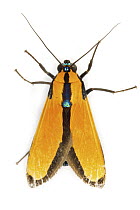 Scape Moth (Ctenuchidae), Tapanti National Park, Cartago, Costa Rica