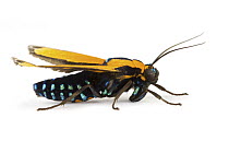 Scape Moth (Ctenuchidae), Tapanti National Park, Cartago, Costa Rica
