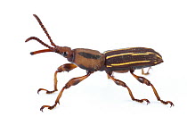 Straight-snouted Weevil (Arrhenodes sp), La Selva Biological Research Station, Heredia, Costa Rica