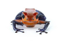 Strawberry Poison Dart Frog (Oophaga pumilio), La Selva Biological Research Station, Heredia, Costa Rica
