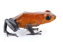 Strawberry Poison Dart Frog (Oophaga pumilio), La Selva Biological Research Station, Heredia, Costa Rica