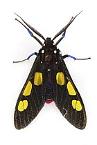 Footman Moth (Procalypta victorina), Tapanti National Park, Cartago, Costa Rica