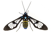 Clear-winged Tiger Moth (Cosmosoma sp), Tapanti National Park, Cartago, Costa Rica