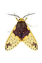 Footman Moth (Epimolis creon), Braulio Carrillo National Park, Costa Rica