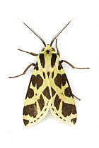Scape Moth (Ctenuchidae), Braulio Carrillo National Park, Costa Rica