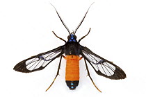 Scape Moth (Ctenuchidae) with aposematic coloration, Barbilla National Park, Costa Rica