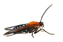 Clear-winged Tiger Moth (Cosmosoma teuthras), Tapanti National Park, Cartago, Costa Rica
