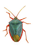 Stink Bug (Edessa sp) with aposematic coloration, Barbilla National Park, Costa Rica
