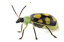 Leaf Beetle (Chrysomelidae), Barbilla National Park, Costa Rica