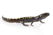 Spotted Salamander (Ambystoma maculatum), Connecticut