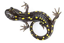 Spotted Salamander (Ambystoma maculatum), Connecticut