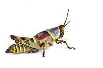 Gaudy Grasshopper (Zonocerus elegans), Silaka Nature Reserve, Eastern Cape, South Africa
