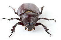 Rhinoceros Beetle (Dynastinae), La Selva Biological Research Station, Heredia, Costa Rica