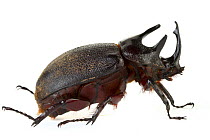 Rhinoceros Beetle (Dynastinae) male, Tapanti National Park, Cartago, Costa Rica