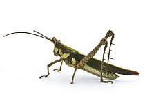 Lubber Grasshopper (Munatia sp), Barbilla National Park, Costa Rica