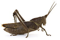 Lubber Grasshopper (Munatia sp), Barbilla National Park, Costa Rica