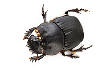 Dung Beetle (Scarabaeidae), Barbilla National Park, Costa Rica