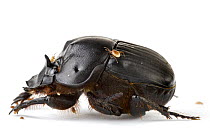 Dung Beetle (Scarabaeidae) with phoretic mites, Barbilla National Park, Costa Rica.
