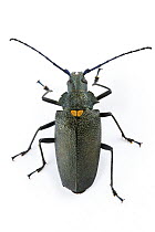 Longhorn Beetle (Cerambycidae), Barbilla National Park, Costa Rica