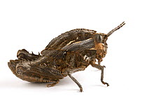 Rain Locust (Lamarckiana sp) mimics bark, Northern Cape, South Africa