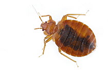 Bed Bug (Cimex lectularius) filled with blood, Estabrook Woods, Concord, Massachusetts
