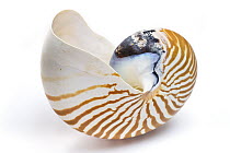 Chambered Nautilus (Nautilus pompilius) shell, Woburn, Massachusetts