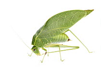 Katydid (Microcentrum sp) leaf mimic, La Selva Biological Research Station, Heredia, Costa Rica