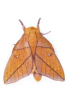 Moth, newly discovered, yet unnamed species, Braulio Carrillo National Park, Costa Rica