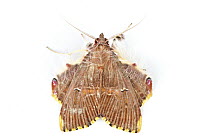 Noctuid Moth (Noctuidae), Braulio Carrillo National Park, Costa Rica