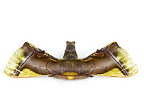 Moth, newly discovered, yet unnamed species, Braulio Carrillo National Park, Costa Rica