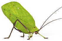 Giant Leaf Katydid (Celidophylla albimacula) leaf mimic, Barbilla National Park, Costa Rica