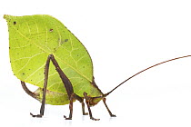 Katydid (Mimetica mortuifolia) leaf mimic, Barbilla National Park, Costa Rica