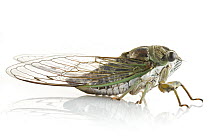 Dog-day Cicada (Tibicen canicularis), Woburn, Massachusetts