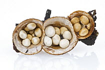 Bird's Nest Fungus (Crucibulum laeve) mushrooms with peridioles, Woburn, Massachusetts