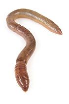 Common Earthworm (Lumbricus terrestris), Woburn, Massachusetts