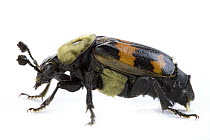 Tomentose Burying Beetle (Nicrophorus tomentosus), Woburn, Massachusetts