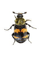 Tomentose Burying Beetle (Nicrophorus tomentosus) with aposematic coloration, Woburn, Massachusetts