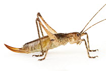 Katydid (Tettigoniidae) newly discovered, yet unnamed species, Cartago, Costa Rica