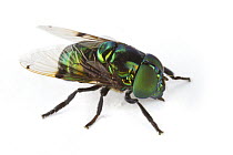 Hoverfly (Ornidia obesa), La Selva Biological Research Station, Heredia, Costa Rica