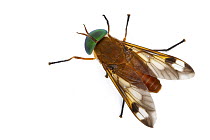 Horse Fly (Tabanus fulmineus), La Selva Biological Research Station, Heredia, Costa Rica