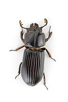 Bess Beetle (Passalidae), La Selva Biological Research Station, Heredia, Costa Rica
