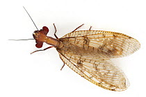 Dobsonfly (Platyneuromus soror), Tapanti National Park, Cartago, Costa Rica