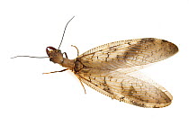 Dobsonfly (Corydalidae), Tapanti National Park, Cartago, Costa Rica