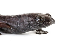 Ring-tailed Salamander (Bolitoglossa robusta), Tapanti National Park, Cartago, Costa Rica