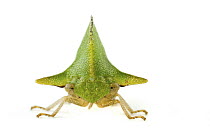 Treehopper (Alchisme sp), Tapanti National Park, Cartago, Costa Rica
