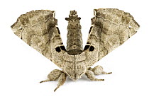 Noctuid Moth (Noctuidae) displaying, Braulio Carrillo National Park, Costa Rica