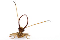 Dobsonfly (Corydalidae) showing long mandibles, Barbilla National Park, Costa Rica