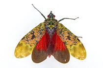 Fulgorid Planthopper (Fulgoridae) spreading wings to show aposematic coloration, Costa Rica